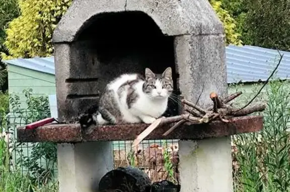 Chat perdu, , photo: Chatte Gina perdue à Plonéour-Lanvern