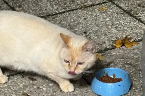 Chat trouvé Compiègne, photo: Chat mâle trouvé, non castré, Compiègne