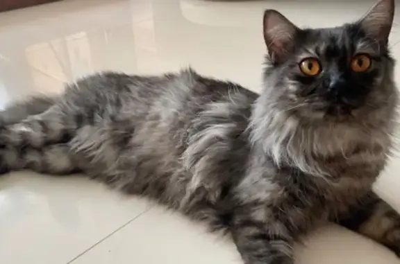 Lost Shy Cat: Smoky Black & Silver Coat