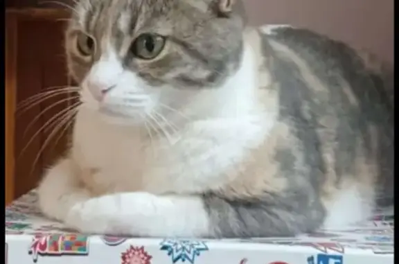 ¡Gata Perdida en Rubí: Cariñosa y Única!