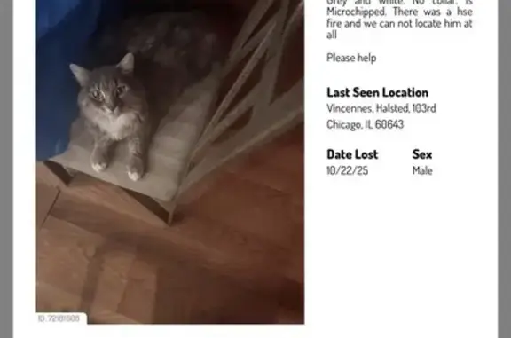 Lost Cat: Grey & White, Loves Fish, Chicago