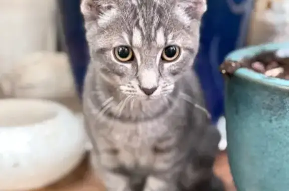 Animaux trouvés , photo: Chat gris affectueux trouvé à Calais