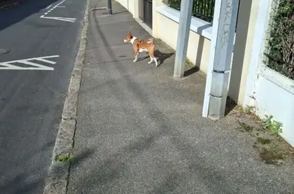 Chien trouvée avec harnais et médaille voiture - photo