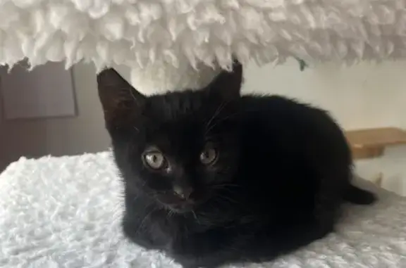 Chat trouvé Hagondange, photo: Chaton femelle trouvée à Hagondange
