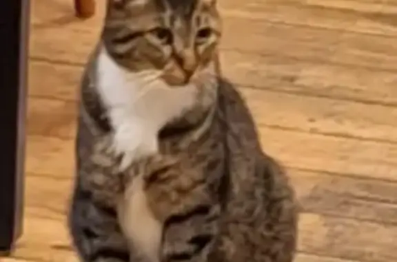 Chat perdu, , photo: Chat perdu à Bize : pâtes et bavette blanches