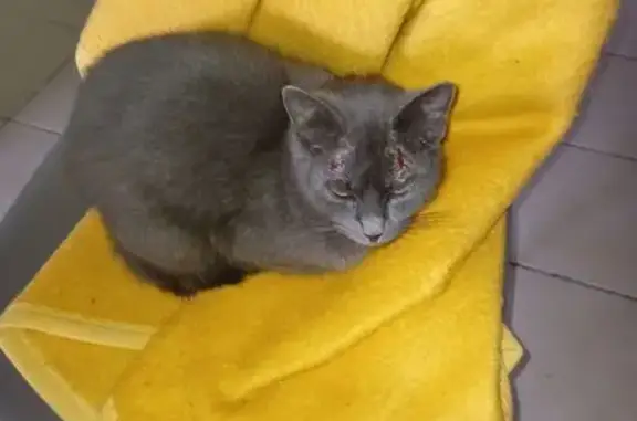 Chat trouvé , photo: Chat gris blessé trouvé à Labastide-sur-Bésorgues