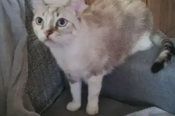 Chatte beige et blanche perdue à Bourg-lès-Valence - photo