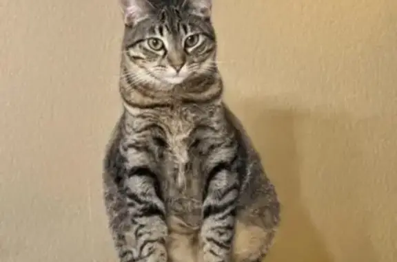 Lost Tabby Aster: Bent Tail, Microchipped