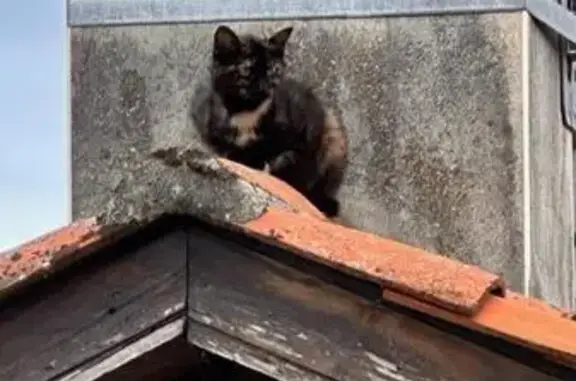 Animaux perdus , photo: Chatte écaille de tortue perdue à Jabrun