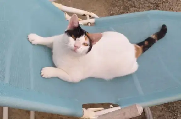 Chat perdu Calico blanc, Rue du Crucifix - photo