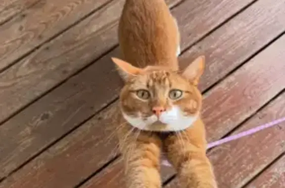 Lost Timid Tabby: Bell on Depot Rd