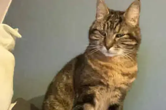 Max, chat perdu à Mazingarbe, aide SVP - photo