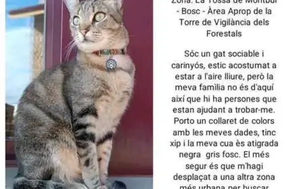 ¡Ayuda a encontrar a Uda, gato perdido!