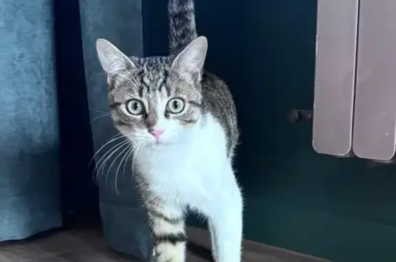 Animaux trouvés , photo: Chat tigré trouvé à Onet-le-Château