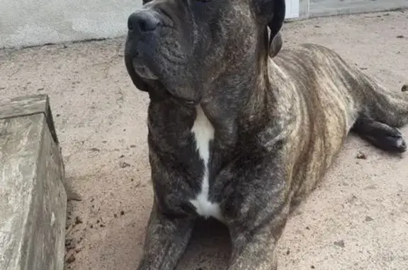 Animaux perdus Saffré, photo: Cane Corso bringé perdu à Saffré