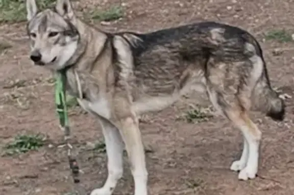 Chien trouvé , photo: Chien-loup trouvé, craintif à Grande Corniche