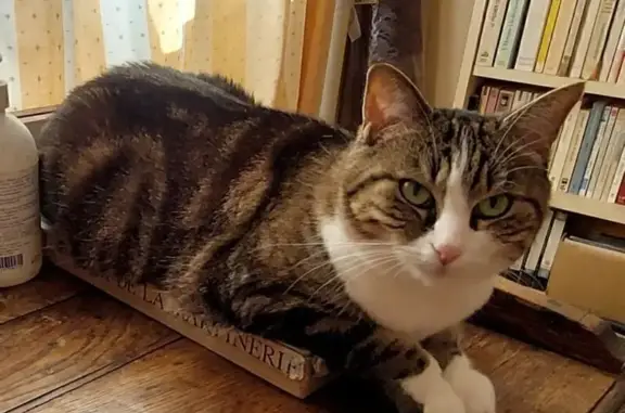 Chouchou, chatte perdue à Lusigny-sur-Barse - photo