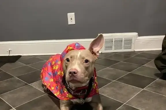 Help Find Pearl: Unique Markings & Ears