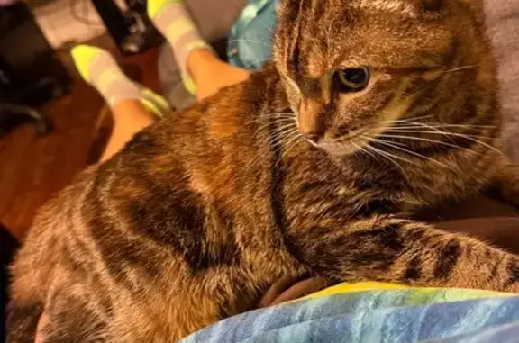 Lost Petite Tortie Tabby in Brooklyn, NY