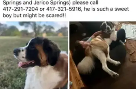 Lost St. Bernard: Red & White, Limping