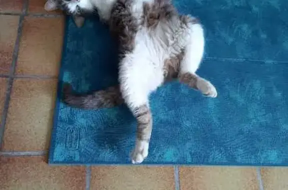 Chat perdu : peureux et imposant, Fleury - photo