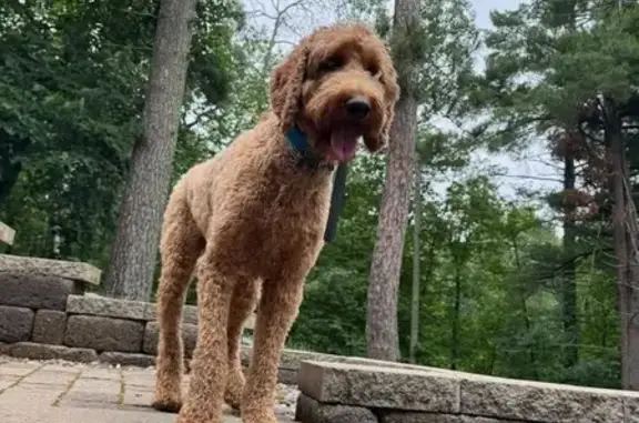 Lost Goldendoodle Duo: Ruger & Remi
