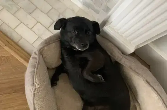 Lost Small Black & White Dog in Sandy, UT