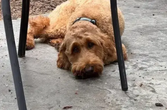 Lost Red Goldendoodle in Park Rapids