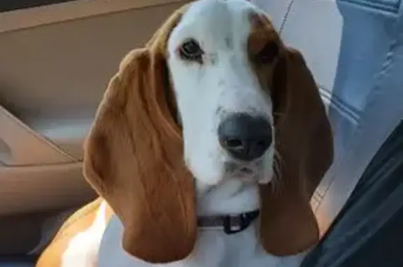 Lost Bassett Hound: Roxy in Hiram Area