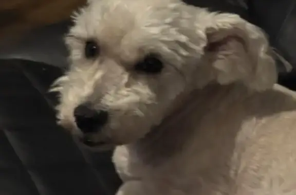 Lost: Friendly White Dog, 12, Needs Meds