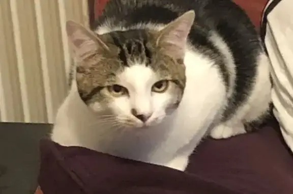 Animaux perdus Compreignac, photo: Chat perdu : mâle 1,5 an, blanc tacheté