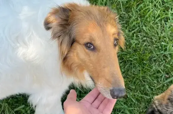 Lost Dog: Ophie - White Body, Brown Head