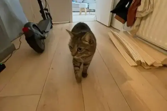 Chatte tigrée perdue à Nantes, secteur bois - photo