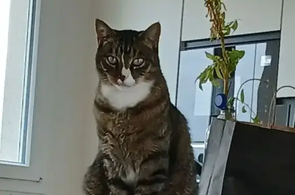 Animaux perdus , photo: Chat perdu à Brouvelieures : Tigre
