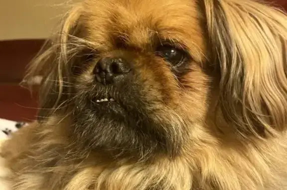 Lost Deaf Senior Dog in Rochester Hills