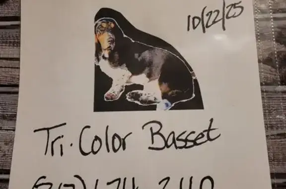 Missing dog Anderson, photo: Lost Black Basset Hound on Dover St.