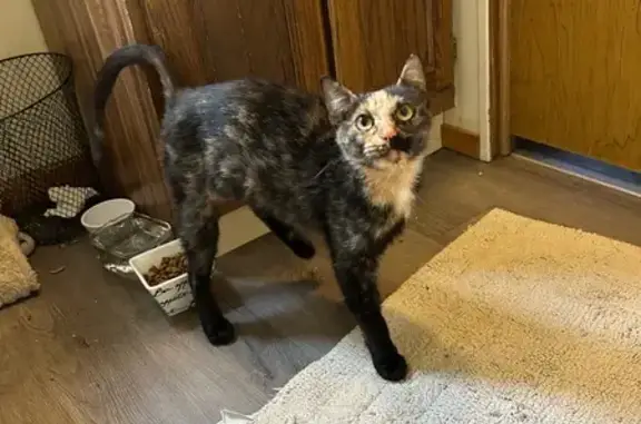 Found cat Granville, photo: Sweet Tortoiseshell Cat Found in Granville