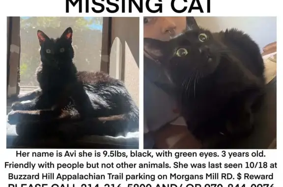 Lost Black Cat: Loud Purr, Ashby Run VA