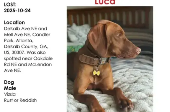 Lost Vizsla Luca: Spotted Near Candler Park