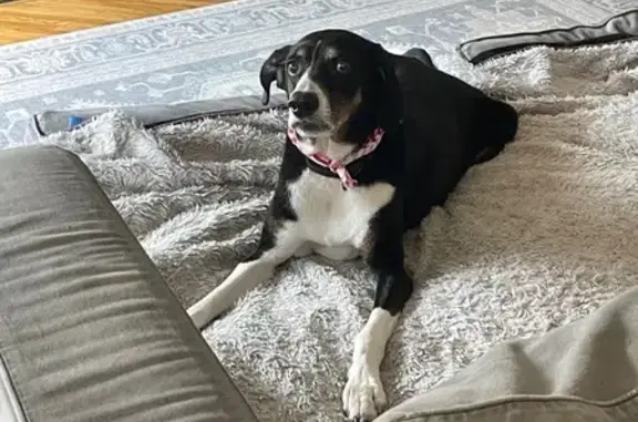 Lost Dog: Black & White Collie in Auburn