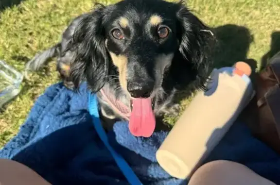 Lost Dachshund: Last Seen in Sun City