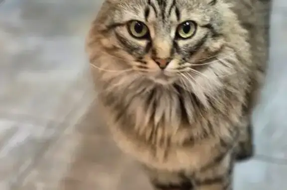 Chat perdu, tatoué P, Montmeyran - photo