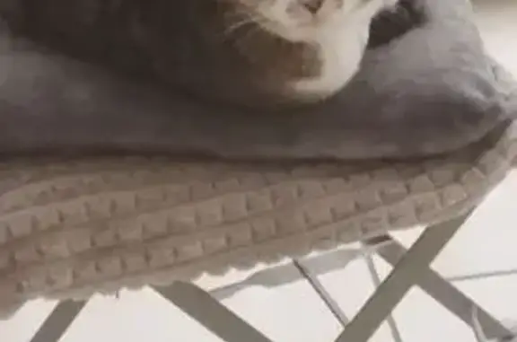 Chat trouvé Digne-les-Bains, photo: Chat tigré gris trouvé à Digne-les-Bains