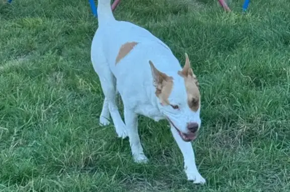 Found dog Salt Lake City, photo: Found Dog: White & Tan in Salt Lake City