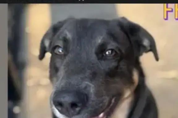 Lost Dog: Small, Tan & White in Chicago