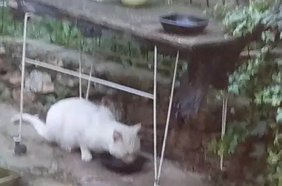 Animaux trouvés , photo: Chat blanc aux yeux verts trouvé à Amillis