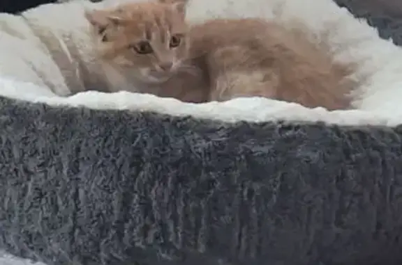 Chat trouvé , photo: Chaton beige trouvé, déposé à la SPA 41