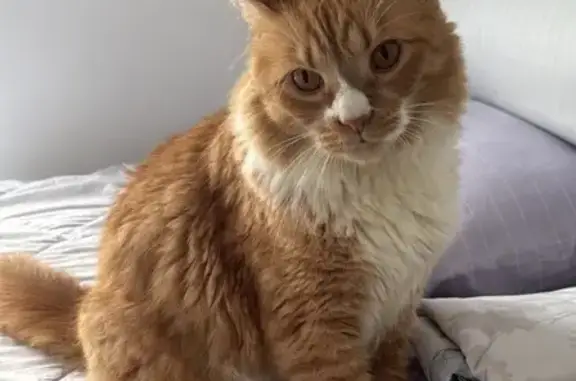 Missing cat Singapore, photo: Lost Ginger Cat: Woodlands Drive 14
