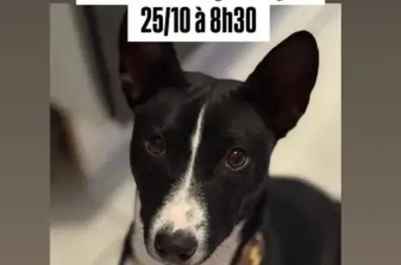Chien basenji noir et blanc perdu à Marguerittes - photo