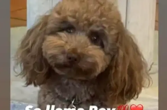 Perro Desaparecido en San Pedro Alcántara